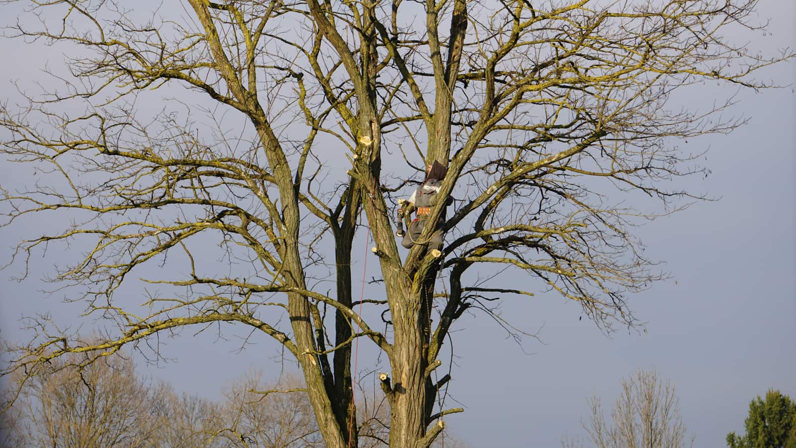 Tree and Vegetation Surveys